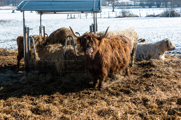 Braune, zottelige Galloway Rinder auf einer Koppel im Schleswig-Holsteinischen Winter