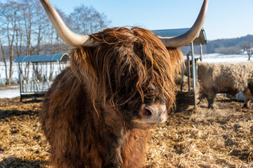 Braune, zottelige Galloway Rinder auf einer Koppel im Schleswig-Holsteinischen Winter