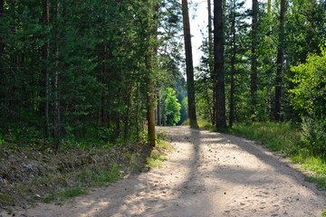 Fototapeta na wymiar sand road in the pine forest going to horizon with sunlight and shadows