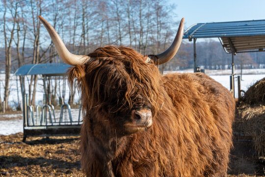 Braune, zottelige Galloway Rinder auf einer Koppel im Schleswig-Holsteinischen Winter