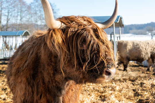 Braune, zottelige Galloway Rinder auf einer Koppel im Schleswig-Holsteinischen Winter