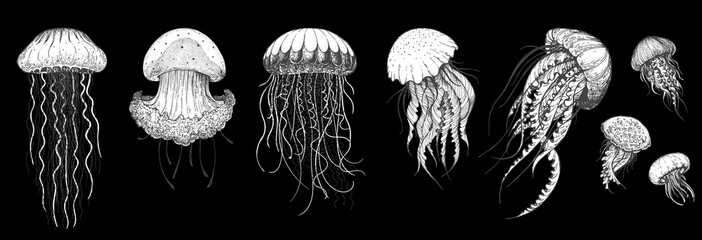 Jellyfish sketch set. Hand drawn vector illustration. Sea jellyfish collection. Design elements. Engraved style. © DiViArts