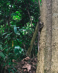 Monitor lizard on a tree trunk in tropical forest