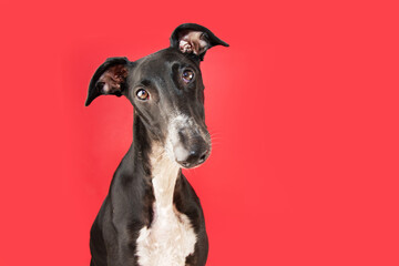 Portrait concentrate greyhound dog tilting head side. Isolated on magenta or red background