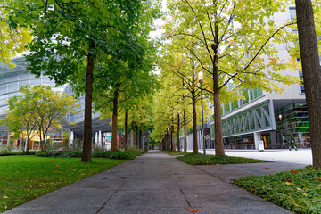 Beautiful tree alley at Swiss Novartis Campus at City of Basel on a cloudy autumn morning. Photo taken October 3rd, 2022, Basel, Switzerland.
