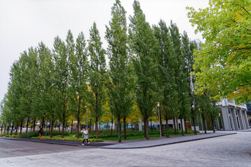 Beautiful tree alley at Swiss Novartis Campus at City of Basel on a cloudy autumn morning. Photo taken October 3rd, 2022, Basel, Switzerland.