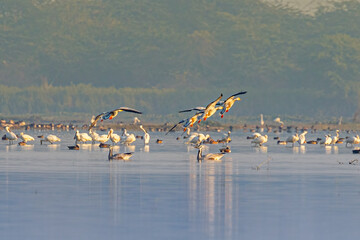 A. Flock of Bar Headed Goose landing among spoon billed