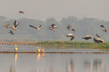 A group of bar headed goose taking off from lake