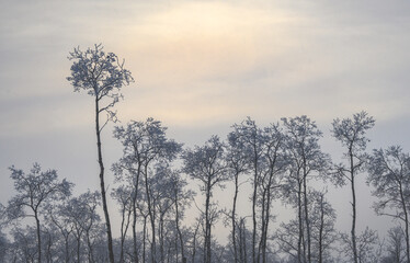 Tall aspen trees that are covered with frost and snow. The sky is mottled shade of blueish grey.
