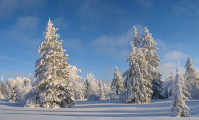 Bright snow covered forest of spruce trees with classic Christmas tree shape under a blue sky with a few white clouds. Long blueish tree shadows are on the snowy ground.
