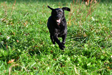 Naklejka premium Front view of an excited black labrador retriever dog running in a field. concept of freedom.