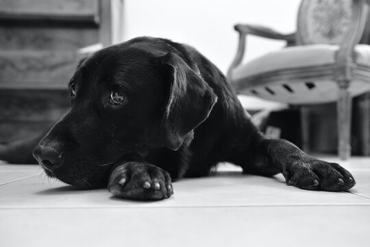 Black and white photo of a black labrador dog front view, lying on the white tiled floor and looking into the void in an apartment in France. There is a former chair in the background.