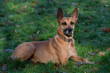 Profile view of a beautiful belgian shepherd looking away and lying on the grass in the morning light. It is looking carefully at something.