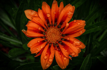orange gerbera flower