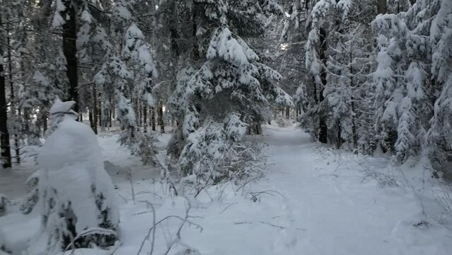Winterwald