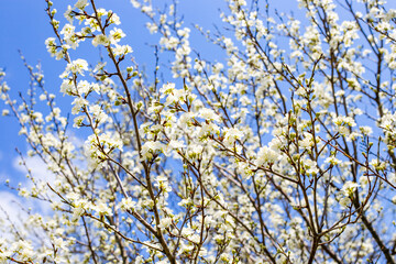 Flowering fruit tree with white flowers on a sunny spring day in the garden. The beauty of nature.