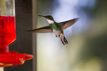 Colibrí de pecho blanco al lado de comedero © Paula