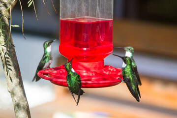 Colibríes de pecho blanco sobre comedero