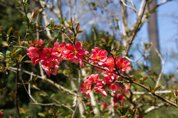 Membrillero del Japón en flor