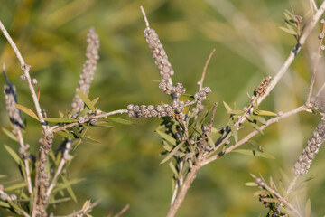 graines de callistemon