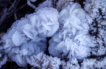 Ice formations on branches caused by first frost in December