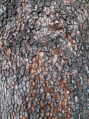 close up Old dry tree brown bark background and texture