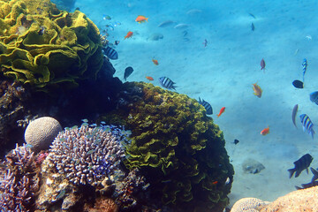 Sea life of coral reefs, concept of biodiversity of marine ecosystems untouched by human activities, concept of vacation, diving, resting and sport on exotic beaches of the Red Sea, Sinai, Middle East