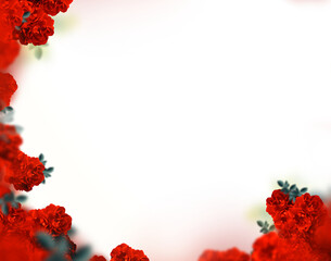 Isolated red rose frame background png 
