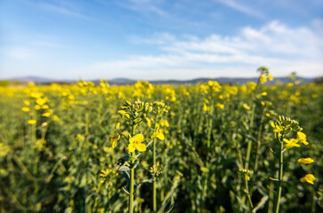 Fototapeta premium Close-up of agricultural field with oilseed rape. rapeseed is raw material for the production of beet oil and oil added to diesel cars. Canola, colza.
