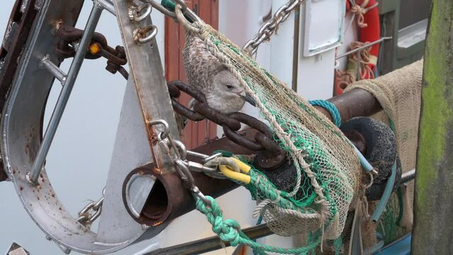 A juvenile sea gull picking out remains of a dead fish in a ship's netting