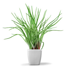 Beautiful green flowers in white pot