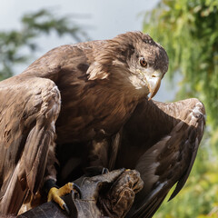 Golden eagle, the best-known bird of prey in the Northern Hemisphere with dark brown, with lighter golden-brown plumage on the nape