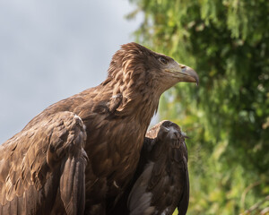Golden eagle, the best-known bird of prey in the Northern Hemisphere