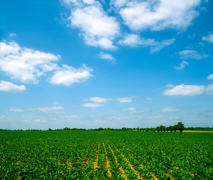 Co Tipperary,Ireland; Sugar Beet Crop