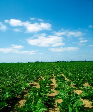 Co Tipperary,Ireland; Sugar Beet Crop