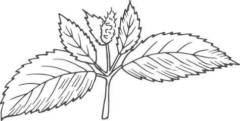 Peppermint plant. Botanical drawing. Hand darwn leaves