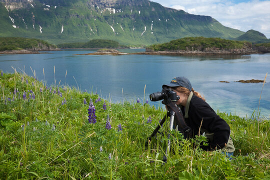 Woman Photographs Flowers Using A Tripod On An Island In Amalik Bay With Katmai National Park In The Background, Southwest Alaska, Summer