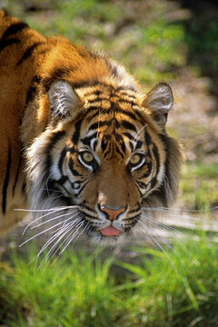 Close Up Of A Sumatran Tiger In A Zoo USA