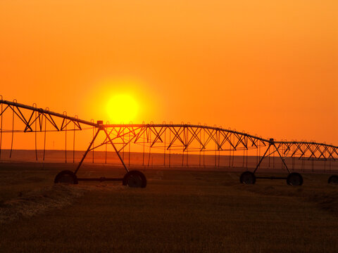 Agriculture - Center pivot irrigation system silhouetted at sunrise on a hay field. The center pivot system is not operating as the hay field has been cut and windrowed for drying prior to baling / Al