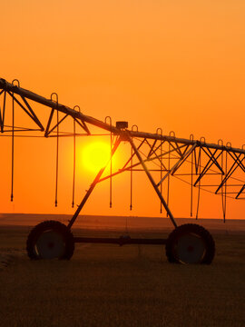 Agriculture - Center pivot irrigation system silhouetted at sunrise on a hay field. The center pivot system is not operating as the hay field has been cut and windrowed for drying prior to baling / Al
