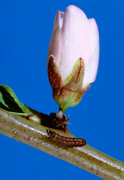 Agriculture - Insects, Peach Twig Borer (Anarsia lineatella), mature larva, searches for a place to pupate on an almond branch.