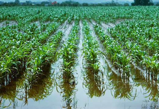 Agriculture - Early growth corn field, standing water, poor drainage / Colorado, USA.