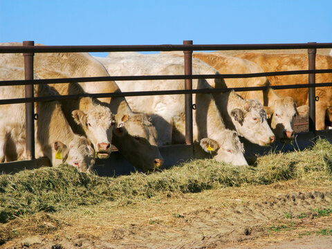 Livestock - Charolais Beef Cattle Feeding On Haylage (chopped Hay) At A Feed Bunk At A Commercial Feedlot / Alberta, Canada.