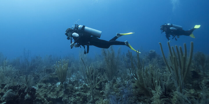Scuba divers at Secret Spot Dive Site, Belize Barrier Reef, Turneffe Atoll; Belize