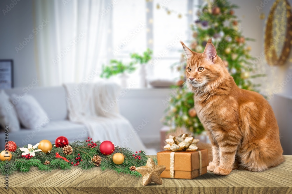 Canvas Prints Christmas background. Portrait of cat with gift box