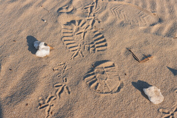Footprint in the sand. Bird tracks in the sand