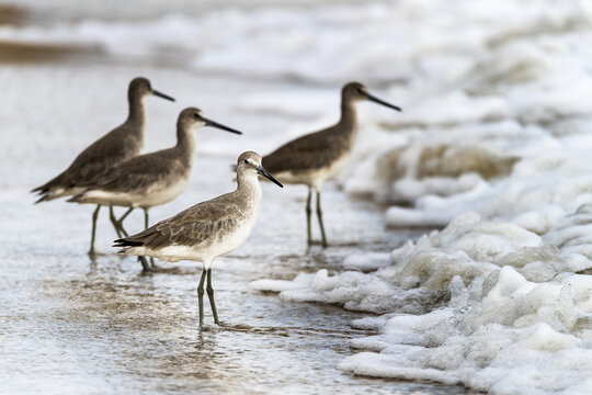Sandpipers (Scolopacidae) standing on the foam on the shore as the tide goes out; Hopkins, Belize - Powered by Adobe