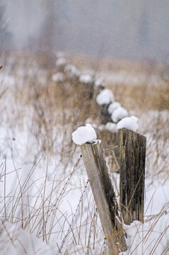 Snow-covered fence posts in winter; Golden, British Columbia, Canada