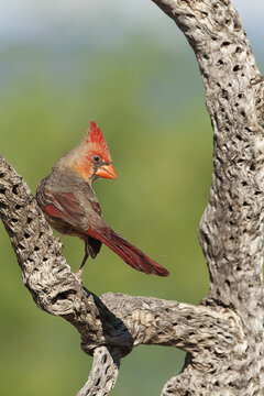 Male Northern cardinal (Cardinalis cardinalis), The Pond; Arizona, United States of America