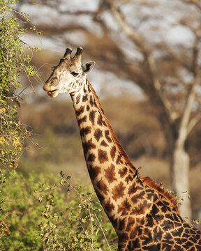 Giraffe eating from a tree, Ngorongoro Crater; Tanzania